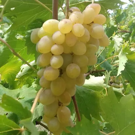 Marija Apartmán Podgora (Split-Dalmatia)